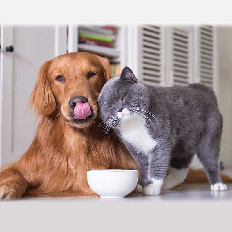 Bartell's Pet Drive cat dog