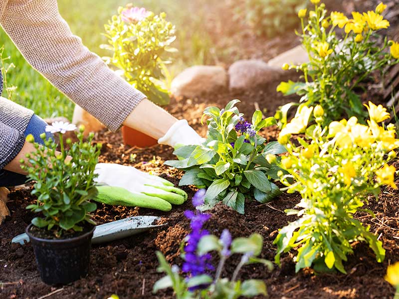 Pnw Spring Outdoor Gardening Tips