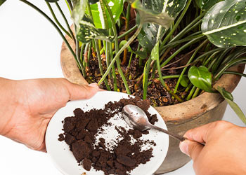 Barista with Bartell Drugs Coffee Compost