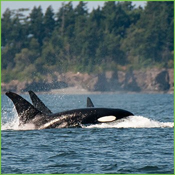 Washington State Road Trip San Juan Islands