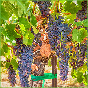 Washington State Road Trip Walla Walla