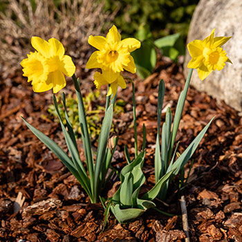 Eco Friendly Water daffodils