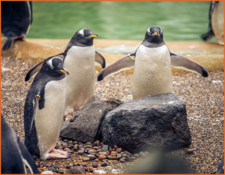 Labor Day Activities Zoo penguins