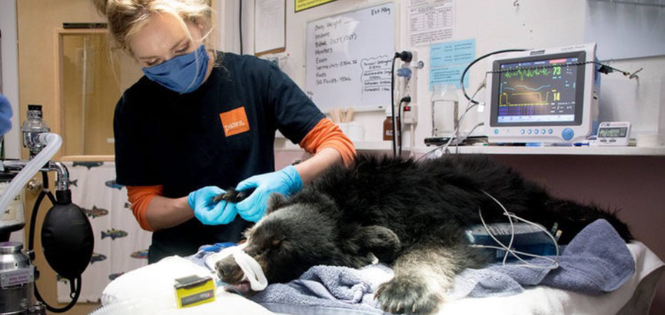 PAWS Wildlife Center surgery on a bear cub